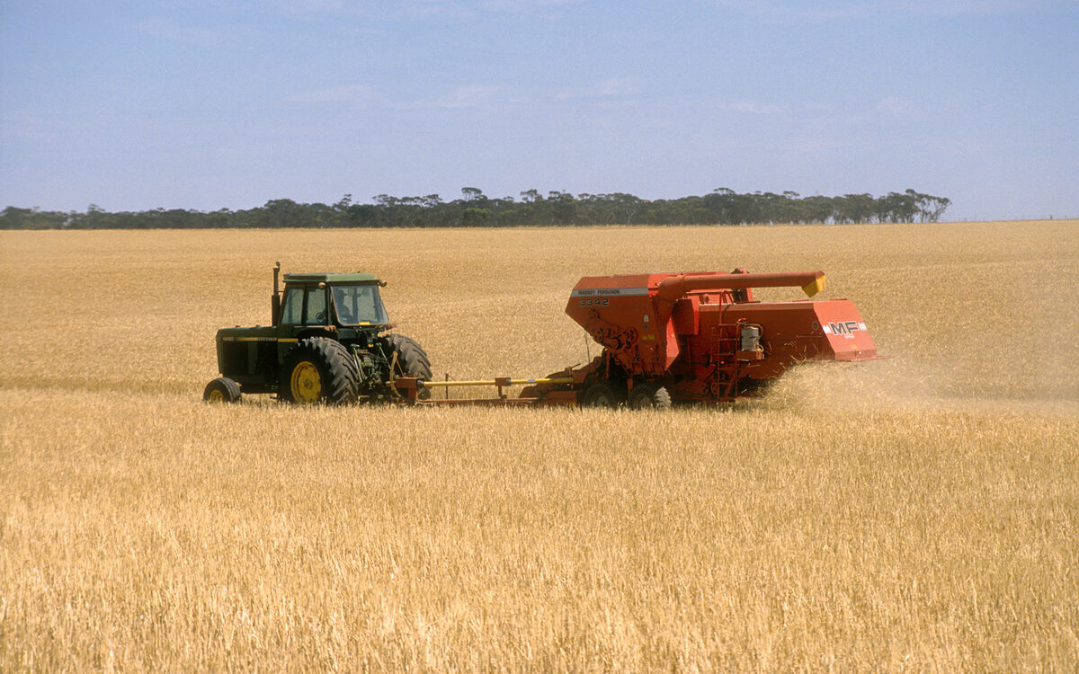 A tractor pulling a harvester through a golden wheat field at mid-summer, eucalypts on the horizon.